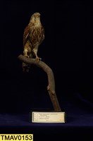 藏品(東方紅隼)的圖片